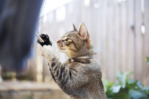 Stimuler son chat à la vie en extérieur