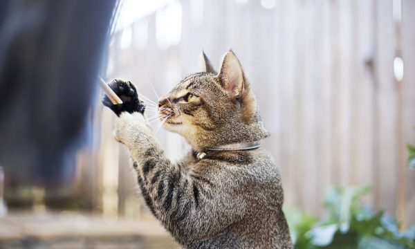 Stimuler son chat à la vie en extérieur