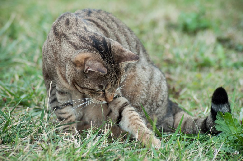 Chat joue avec sa proie