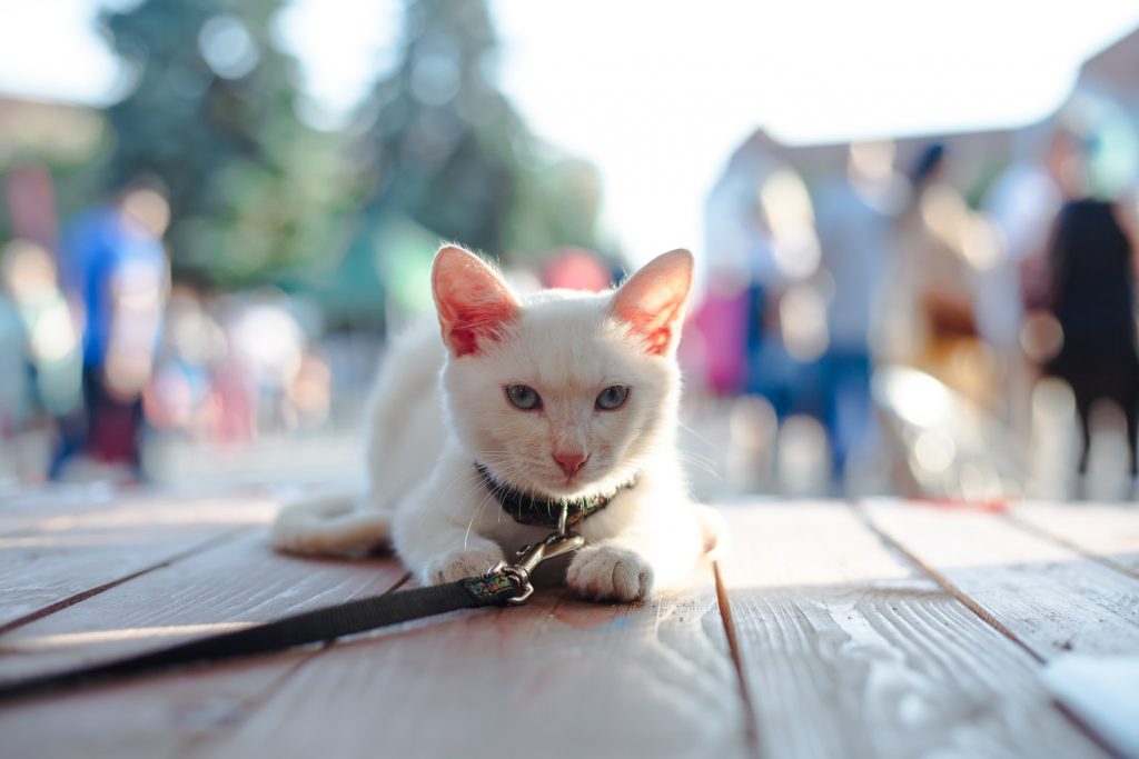 chat en laisse