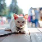 Promener son chat en laisse