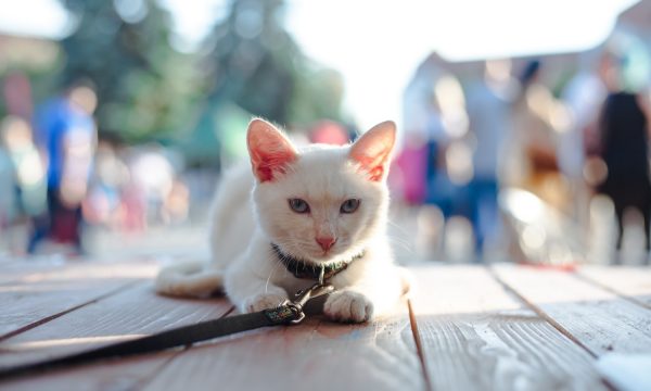 Promener son chat en laisse