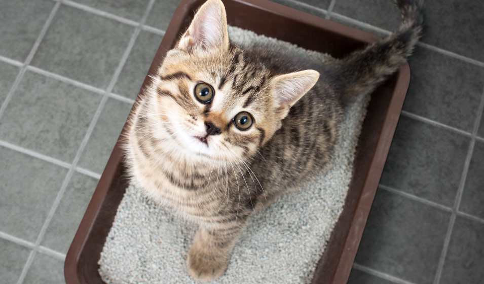 chat dans sa litière