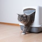 Quel bac à litière choisir pour son chat ?