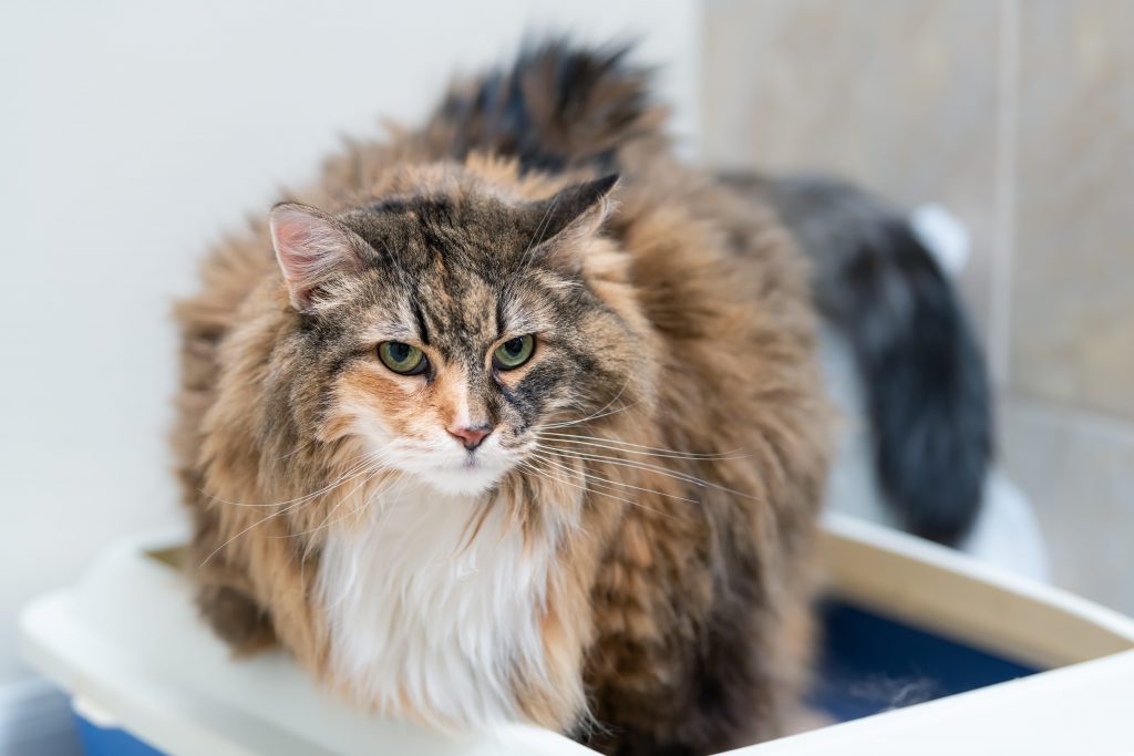 Chat Maine Coon dans sa litière ouverte