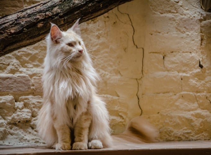 chat maine coon