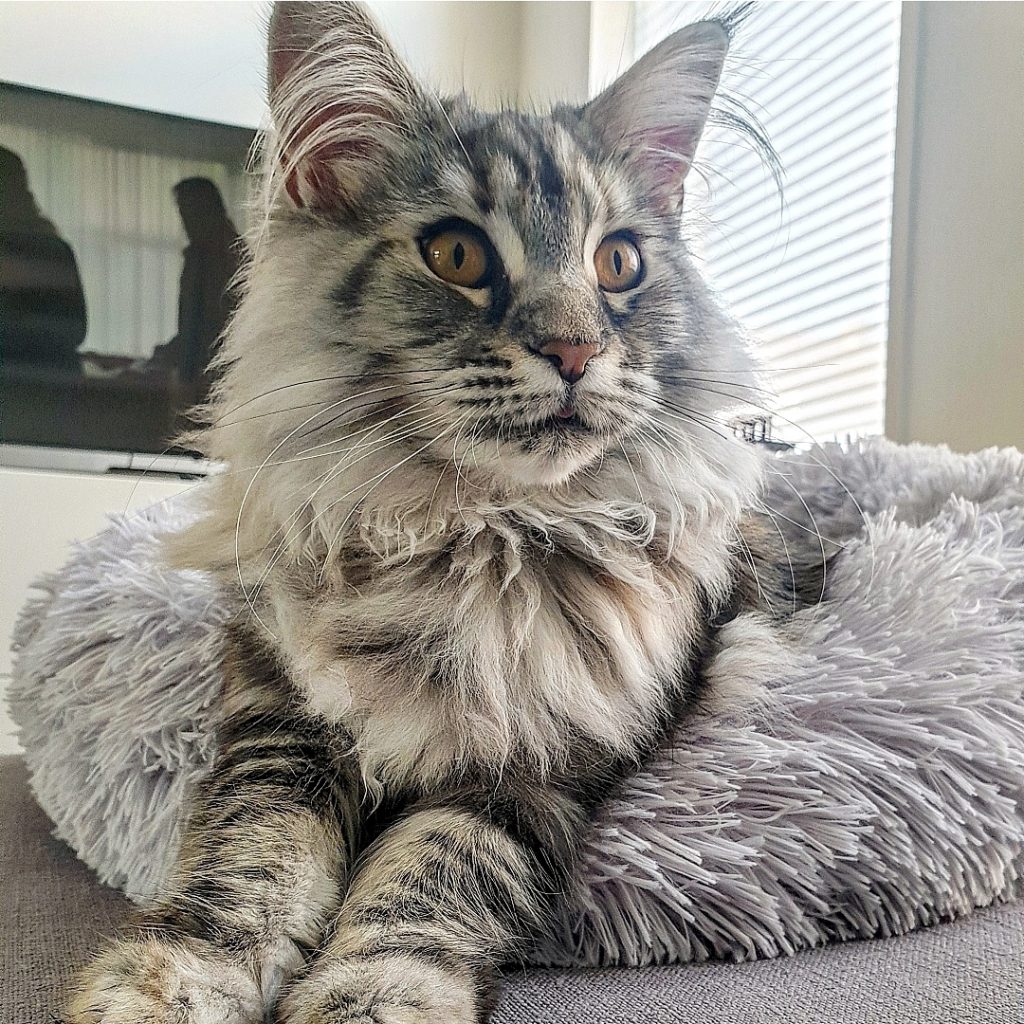 le maine coon