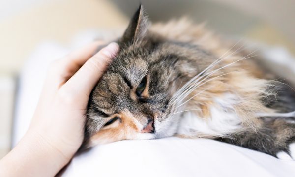 L’anémie chez le chat