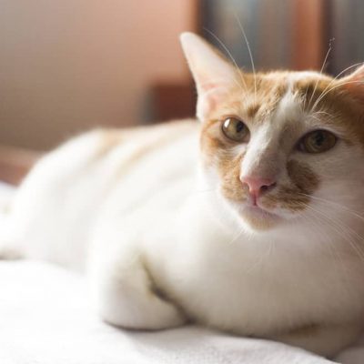 L’anémie chez le chat : symptômes, causes et traitement