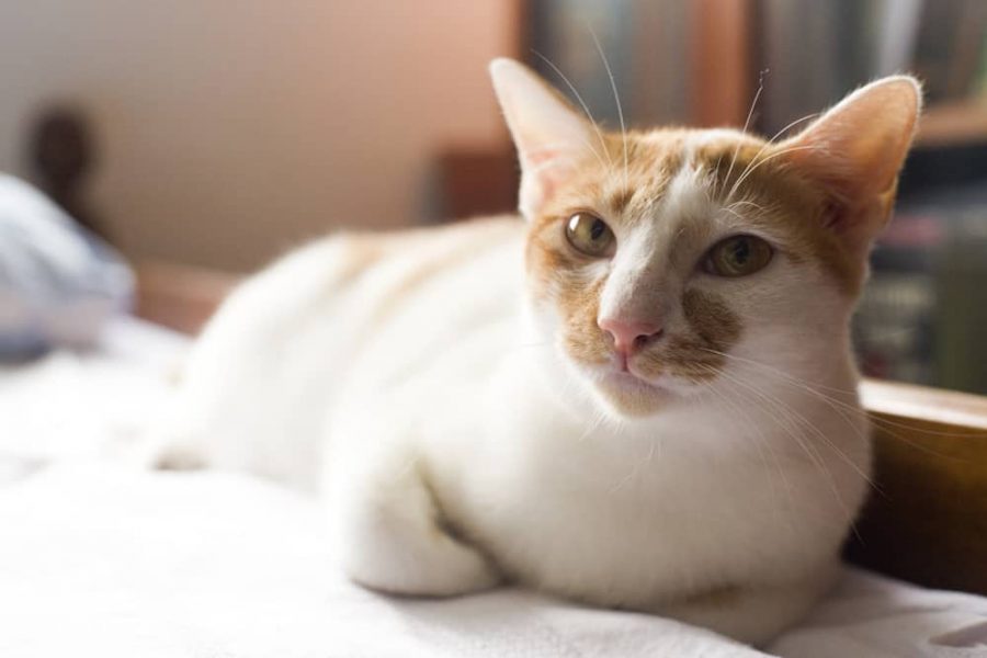 L’anémie chez le chat : symptômes, causes et traitement