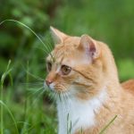 Pourquoi mon chat vomit des boules de poils et comment l’aider