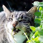 Quelles plantes le chat peut-il consommer ?