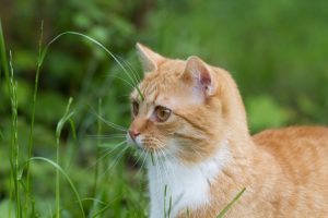 Pourquoi mon chat vomit des boules de poils et comment l’aider