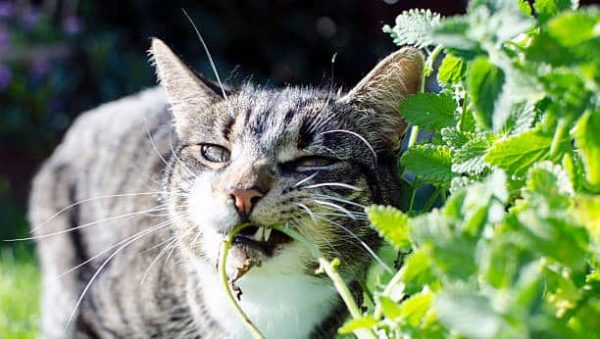 Quelles plantes le chat peut-il consommer ?