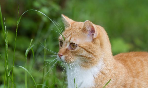 Pourquoi mon chat vomit des boules de poils et comment l’aider