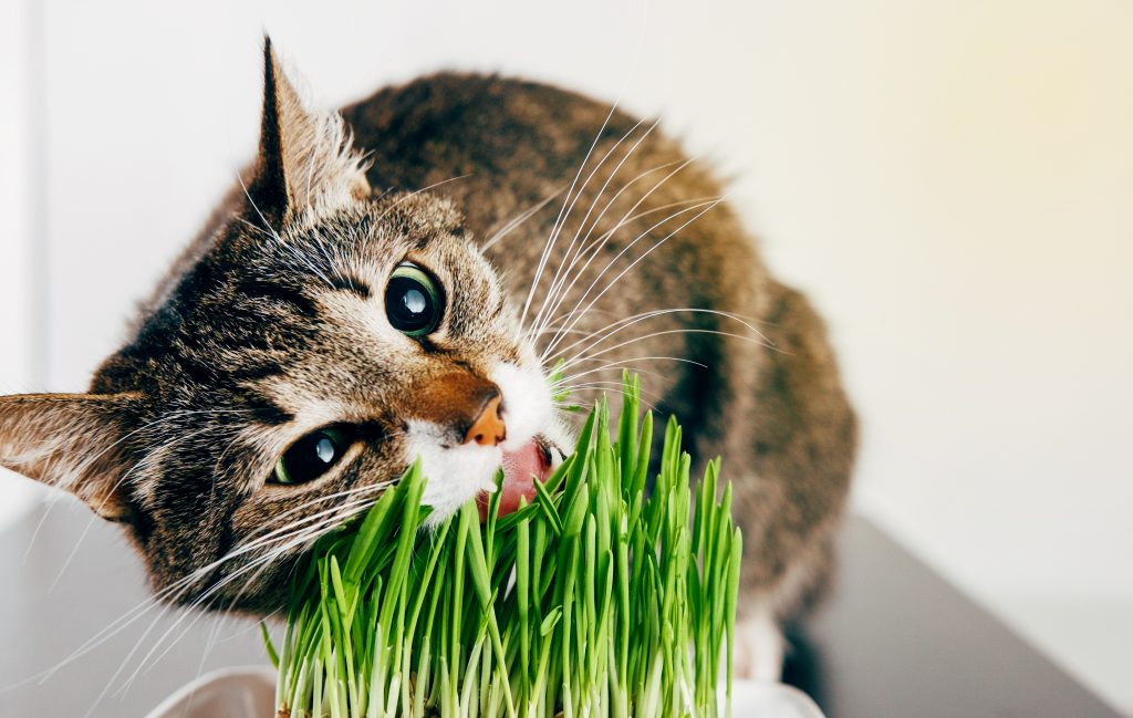 Herbe à chat