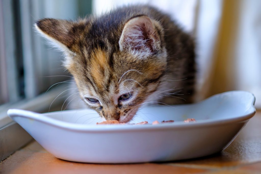 chat qui mange sa pâtée