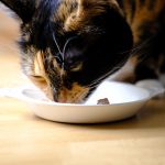 Quelle pâtée choisir pour son chat ?