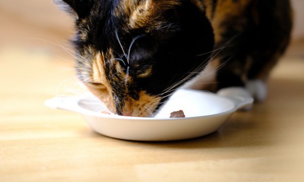 Quelle pâtée choisir pour son chat ?
