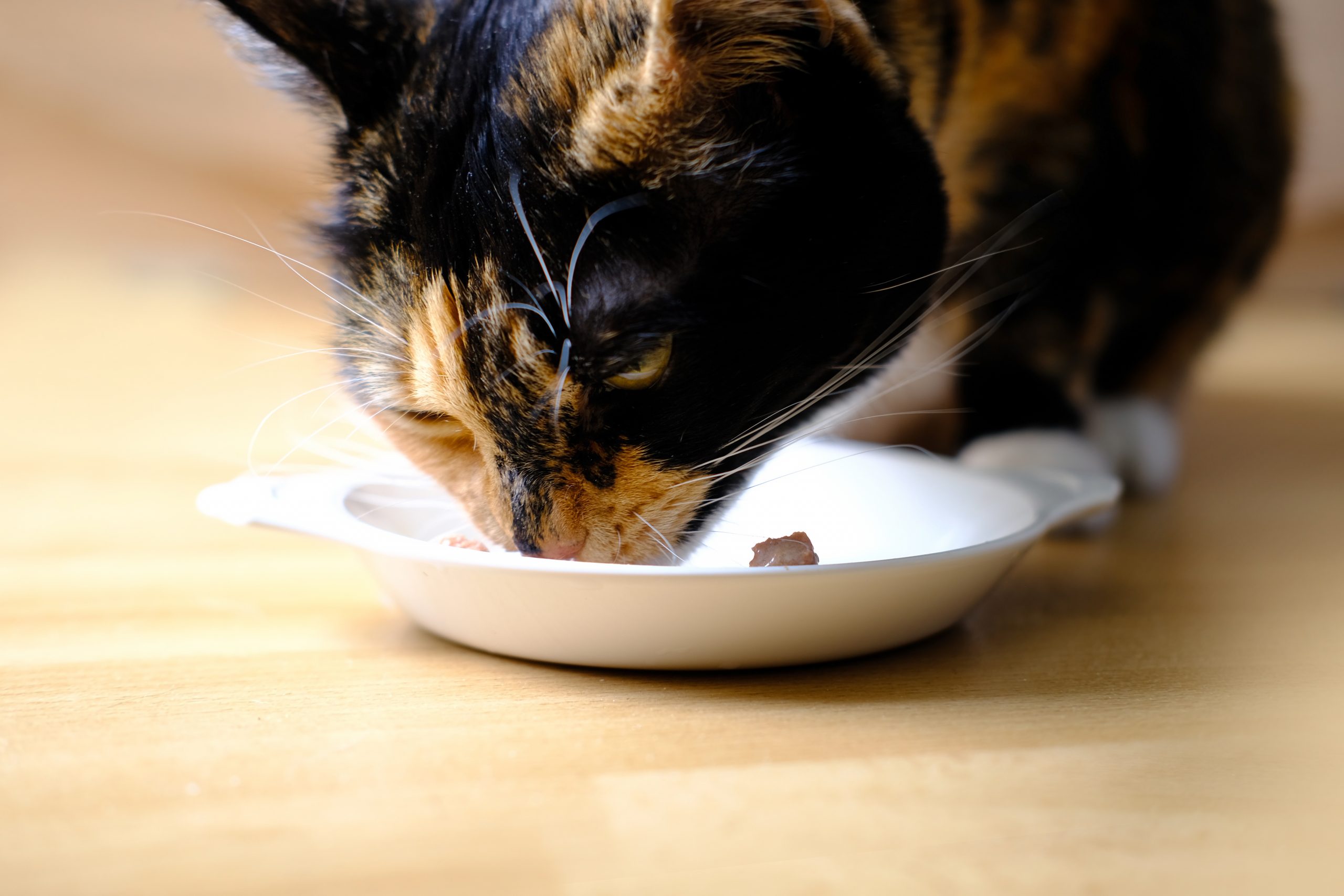 Quelle pâtée choisir pour son chat