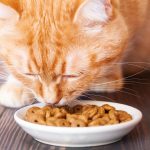 L’alimentation du chat stérilisé