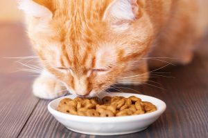 L&rsquo;alimentation du chat stérilisé