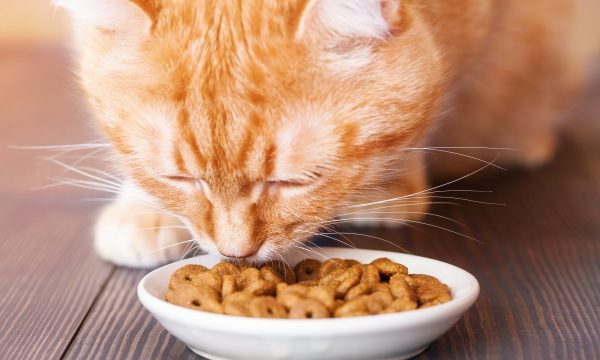 L’alimentation du chat stérilisé