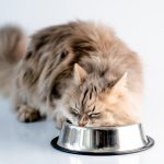 Mon chat mange trop vite : que faire ?