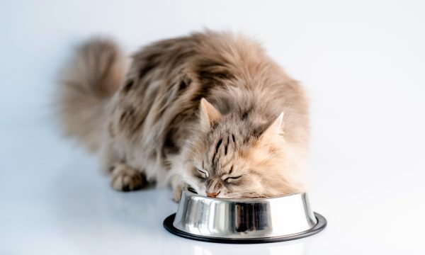 Mon chat mange trop vite : que faire ?