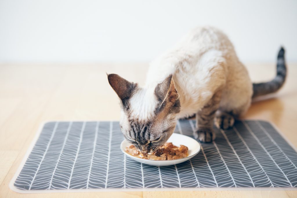 Chat qui est en train de manger sa pâtée dans sa gamelle