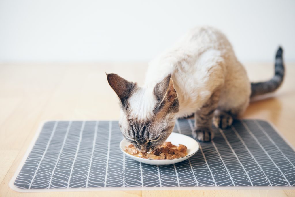 Quelles sont les meilleures pâtées pour chat à choisir en 2023 ?