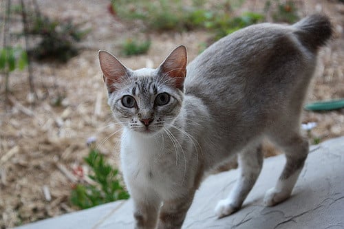 10 races de chats aux grandes oreilles