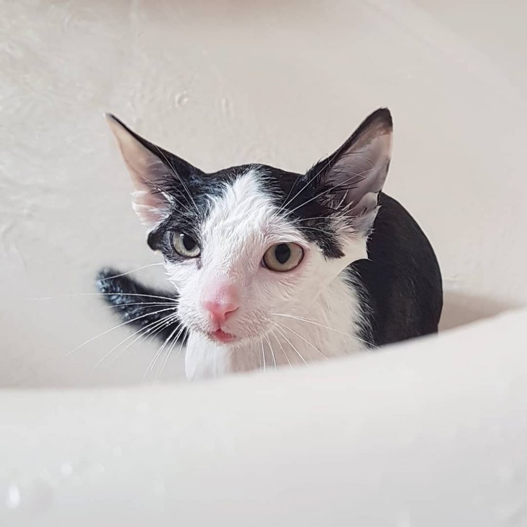 Chat à la douche