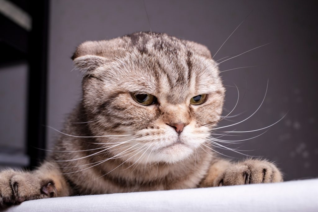 Gros plan sur les moustaches du chat