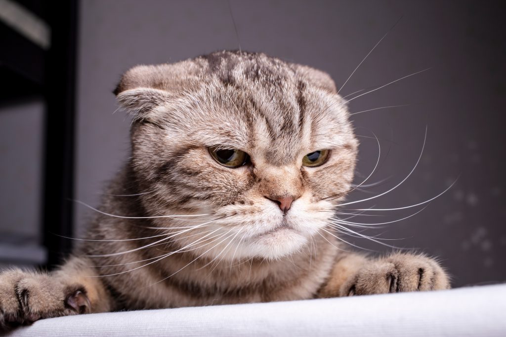 gros plan moustache chat