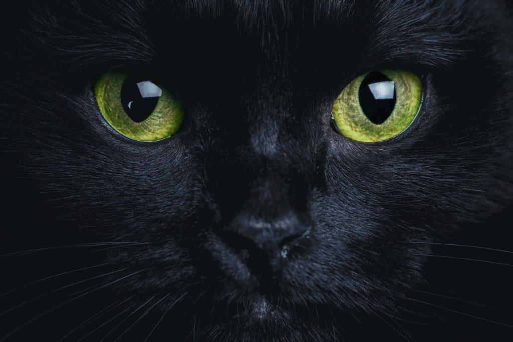 8 Raisons Dadopter Un Chat Noir Autour Des Animaux