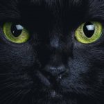 Adopter un chat noir, 8 raisons de craquer