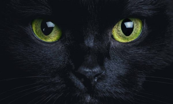 Adopter un chat noir, 8 raisons de craquer