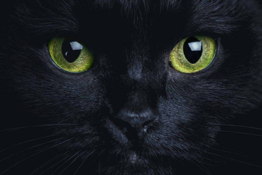 Adopter un chat noir, 8 raisons de craquer