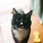 La gingivite chez le chat