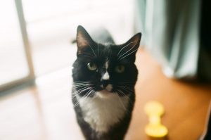 La gingivite chez le chat