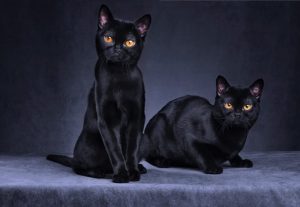 cat breed bombay