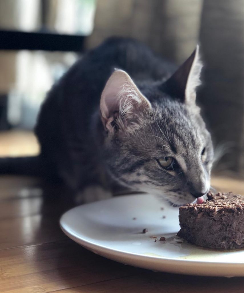 chat mange sa pâtée