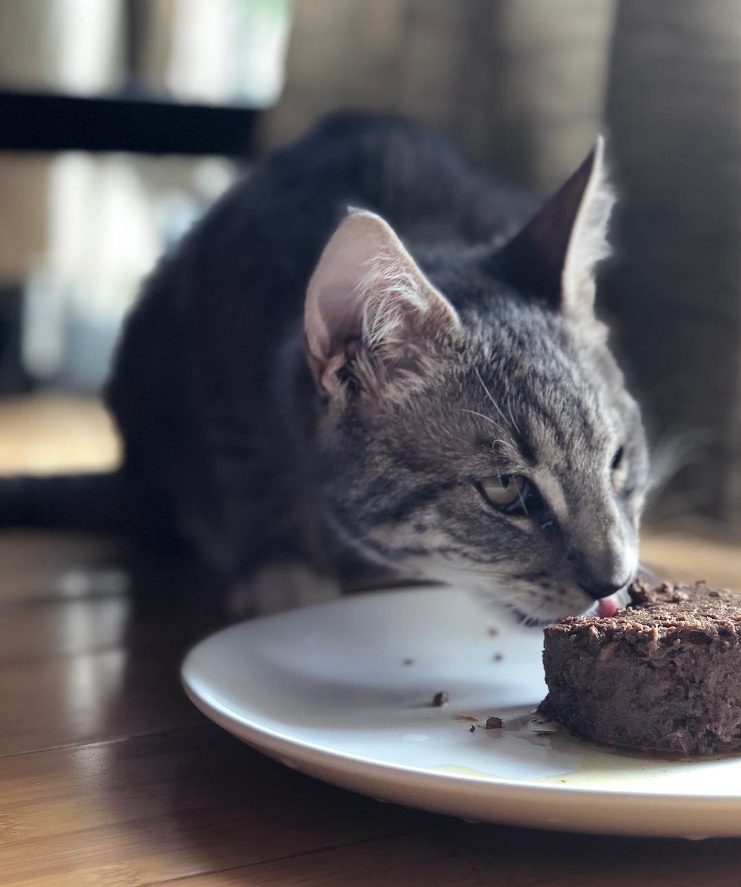 Mon Chat Peut Manger Du Thon Autour Des Animaux Mon Chat Peut Manger Du Thon Autour Des Animaux
