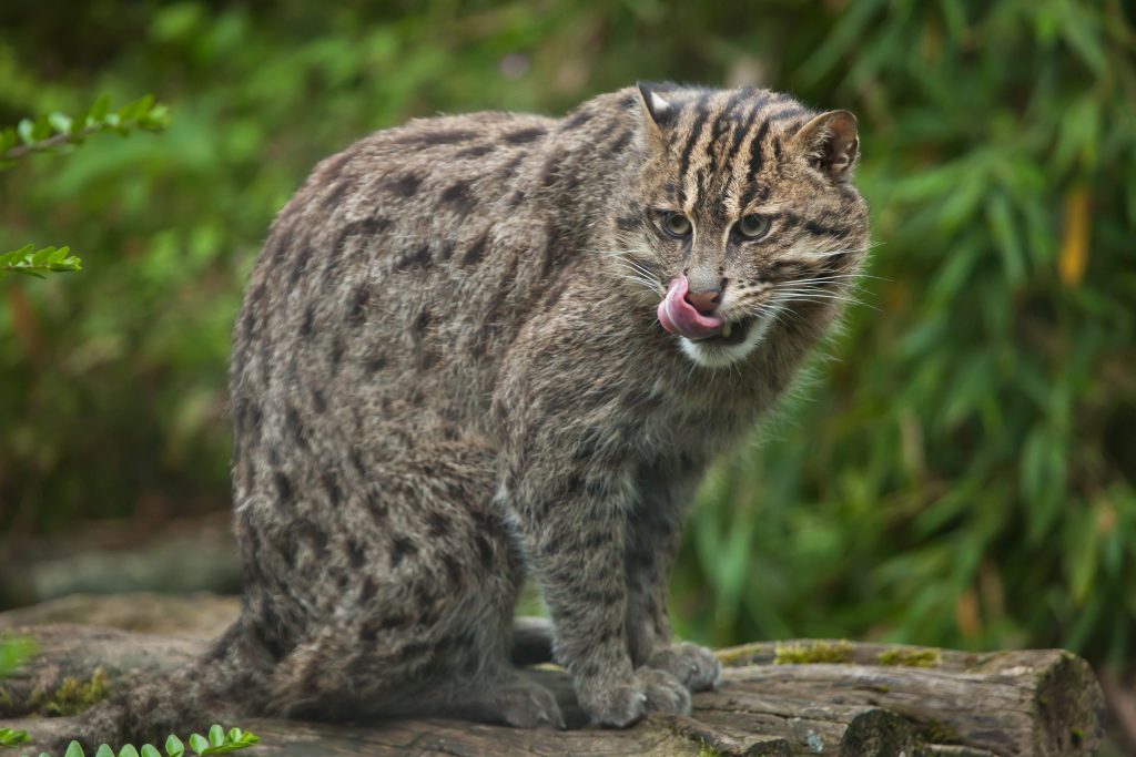 chat pêcheur