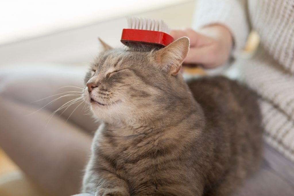 Un chat en train de se faire brosser et qui apprécie cela