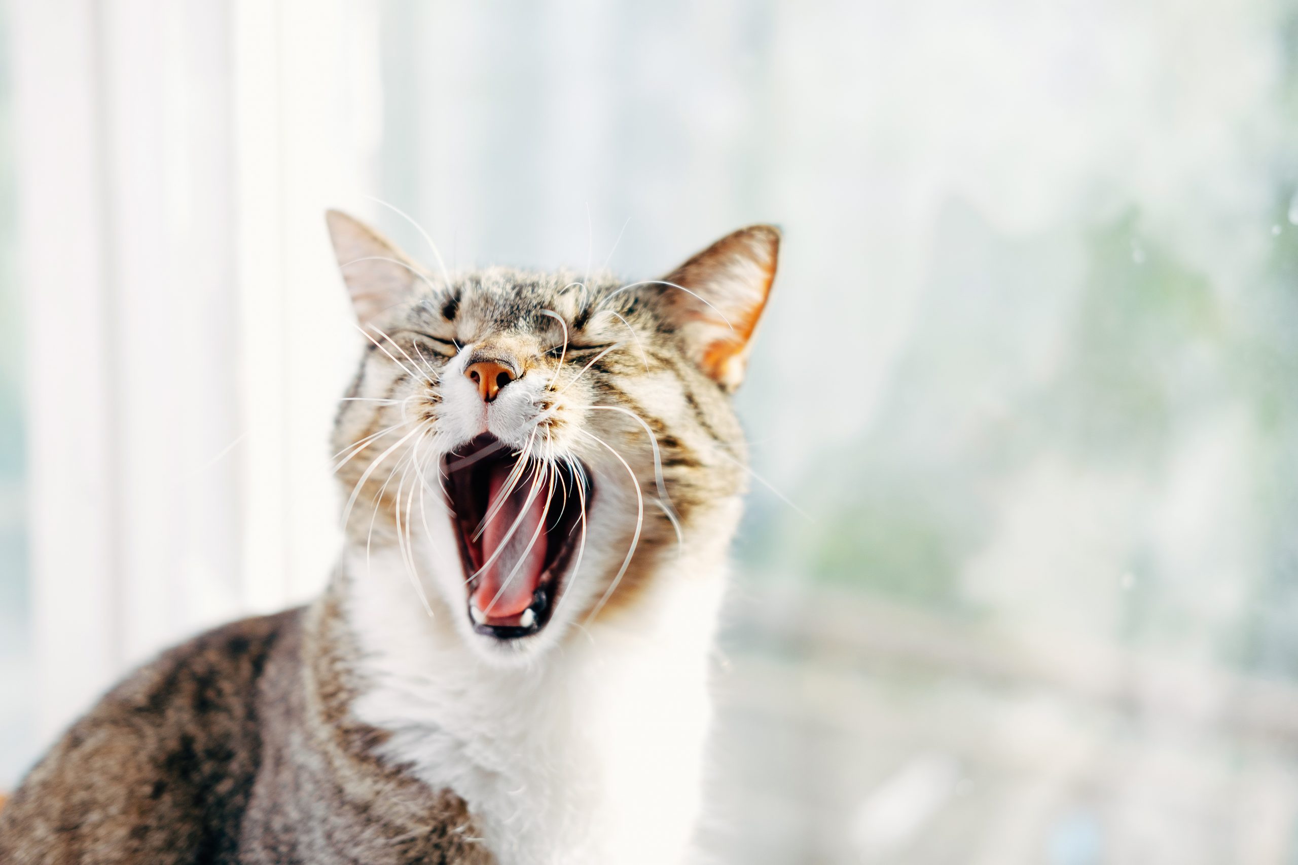 Фото зевающего кота на белом фоне