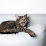 La mauvaise haleine chez le chat