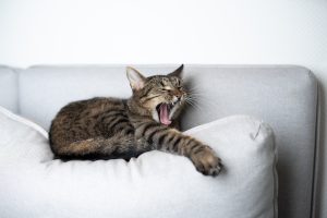 La mauvaise haleine chez le chat