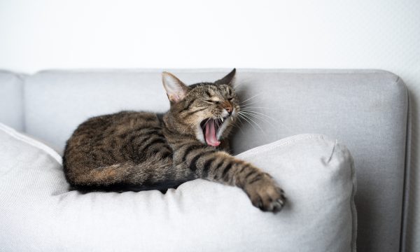 La mauvaise haleine chez le chat